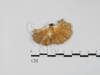 雲芝藏品圖，第3張