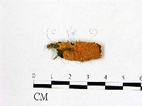 登錄號:F0022241藏品圖，第1張