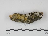 登錄號:F0022242藏品圖，第1張