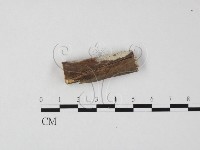 登錄號:F0022243藏品圖，第1張