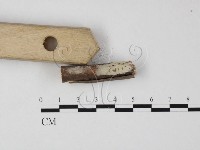 登錄號:F0022243藏品圖，第3張