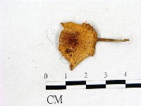 登錄號:F0022256藏品圖，第1張