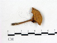 登錄號:F0022257藏品圖，第1張