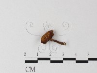 登錄號:F0022258藏品圖，第1張