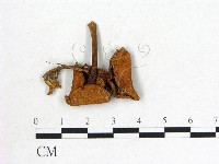 登錄號:F0022259藏品圖，第1張