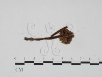 登錄號:F0022261藏品圖，第1張