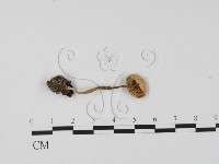 登錄號:F0022263藏品圖，第3張