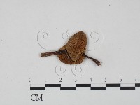 登錄號:F0022265藏品圖，第1張