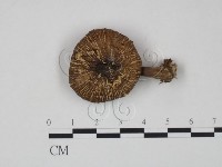 登錄號:F0022266藏品圖，第1張