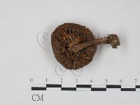 登錄號:F0022266藏品圖，第3張