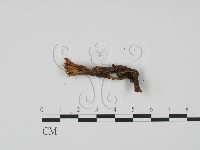 登錄號:F0022267藏品圖，第1張