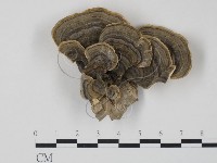 雲芝藏品圖，第1張