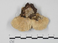 雲芝藏品圖，第3張