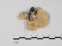 雲芝藏品圖，第3張