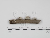 裂褶菌藏品圖，第1張