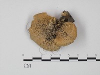 登錄號:F0022274藏品圖，第1張