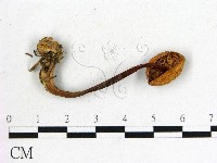 登錄號:F0022275藏品圖，第1張