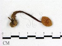 登錄號:F0022275藏品圖，第3張