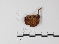 登錄號:F0022277藏品圖，第1張