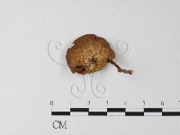 登錄號:F0022277藏品圖，第3張