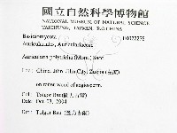 毛木耳藏品圖，第2張