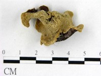 毛木耳藏品圖，第3張