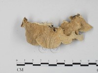 雲芝藏品圖，第3張