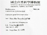 毛木耳藏品圖，第2張