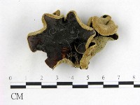 毛木耳藏品圖，第1張