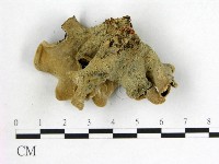 毛木耳藏品圖，第3張