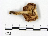 登錄號:F0022281藏品圖，第3張