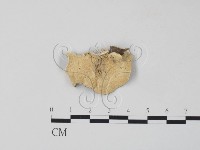 雲芝藏品圖，第3張