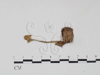 登錄號:F0022285藏品圖，第1張