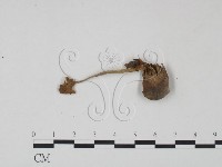 登錄號:F0022285藏品圖，第3張