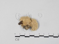 雲芝藏品圖，第3張