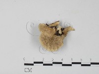 雲芝藏品圖，第3張