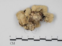 雲芝藏品圖，第3張