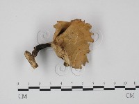 登錄號:F0022291藏品圖，第1張