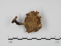 登錄號:F0022291藏品圖，第3張