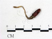 登錄號:F0022293藏品圖，第1張