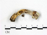 登錄號:F0022294藏品圖，第3張