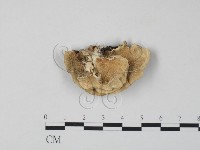 雲芝藏品圖，第3張