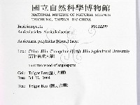 毛木耳藏品圖，第2張