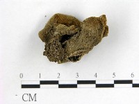 毛木耳藏品圖，第3張