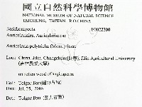 毛木耳藏品圖，第2張