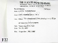 毛木耳藏品圖，第2張