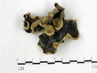 毛木耳藏品圖，第1張