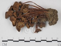 登錄號:F0022302藏品圖，第1張