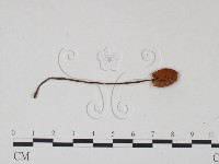 登錄號:F0022304藏品圖，第3張