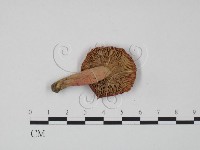 登錄號:F0022306藏品圖，第3張